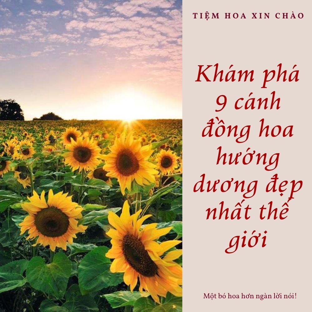 cánh đồng hoa hướng dương đẹp nhất thế giới