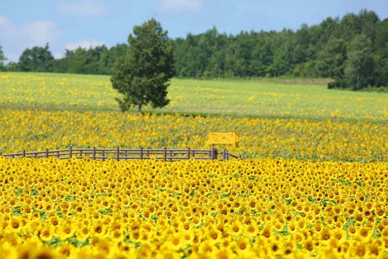 Cánh đồng hoa hướng dương Kuzuwa, tỉnh Saitama