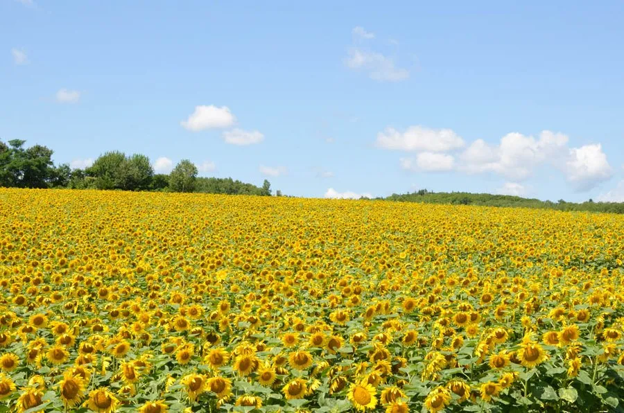 Cánh đồng hoa hướng dương ở thị trấn Hokuryu Hokkaido