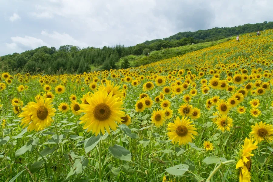 Cao nguyên Sannokura, tỉnh Fukushima, Nhật Bản