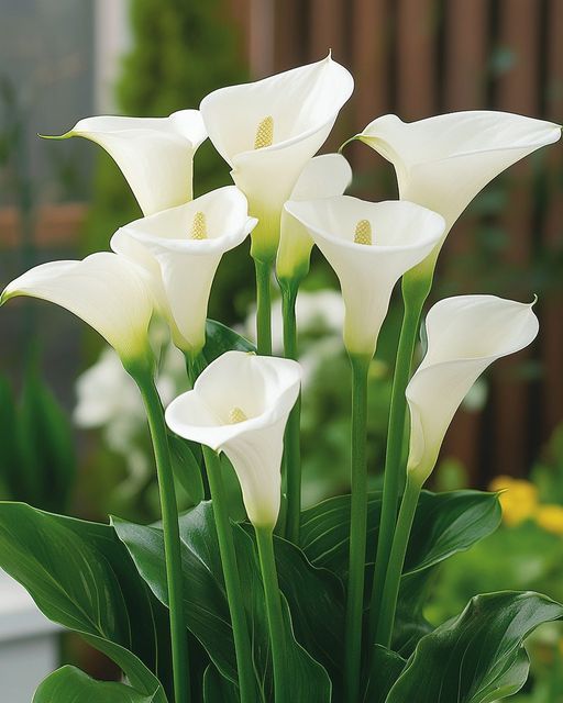 Đặc điểm của hoa Rum (Calla Lily)