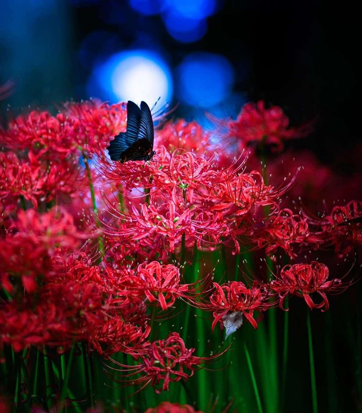 Đặc điểm hoa bỉ ngạn