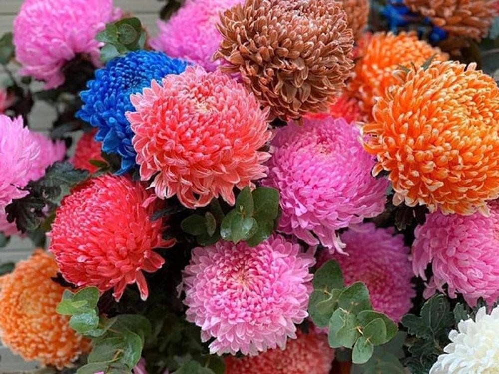 Đặc điểm hoa cúc mẫu đơn