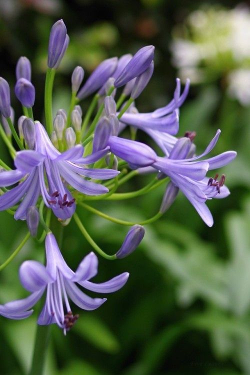 Đặc điểm hoa thanh anh