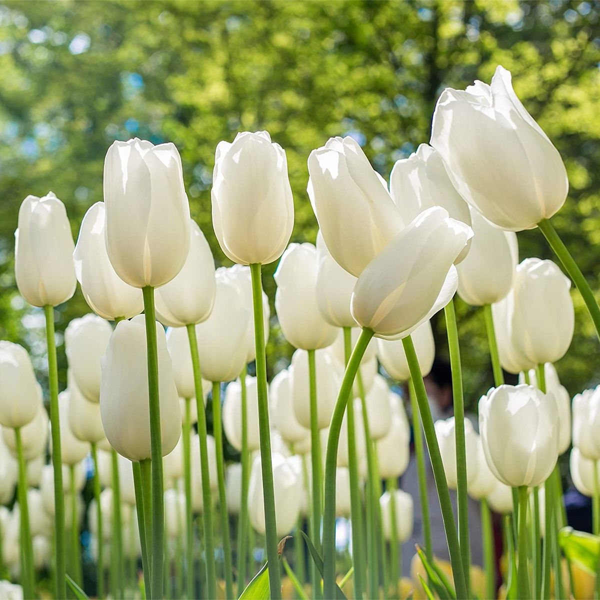 Đặc điểm hoa tulip trắng