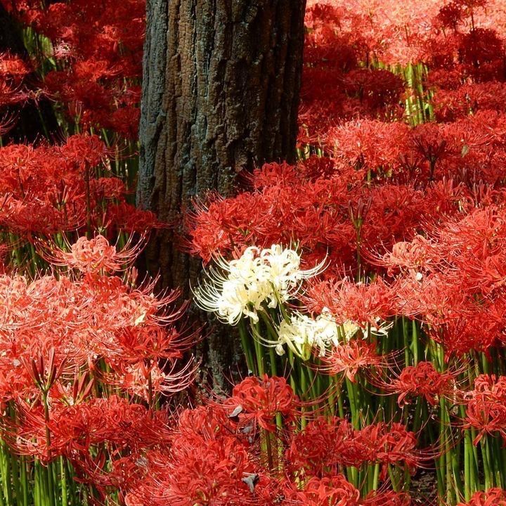 Hoa bỉ ngạn có thật không