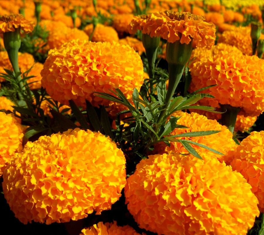 Hoa cúc vạn thọ màu cam