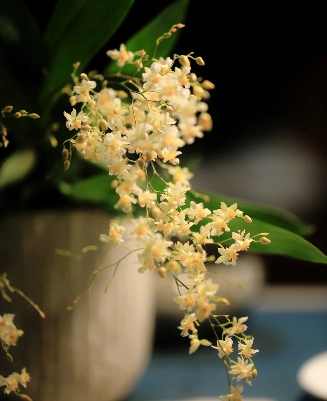 Hoa lan vũ nữ hồng lâu mộng