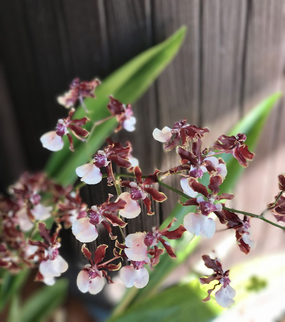 Hoa lan vũ nữ socola