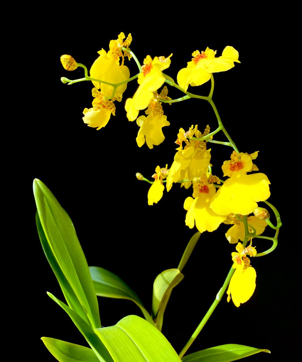 Hoa Lan Vũ Nữ