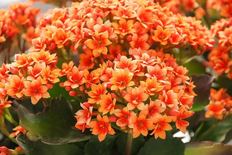 Hoa sống đời màu cam