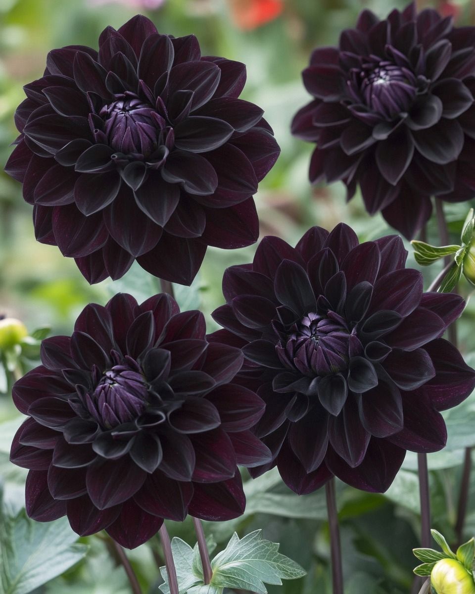 Hoa thược dược đen