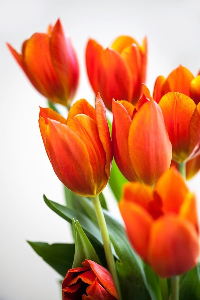 Hoa tulip cam