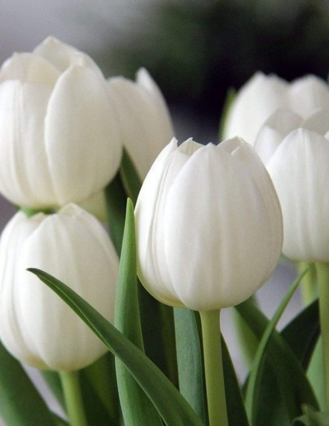 Hoa tulip trắng sử dụng trong làm mỹ phẩm, tinh dầu