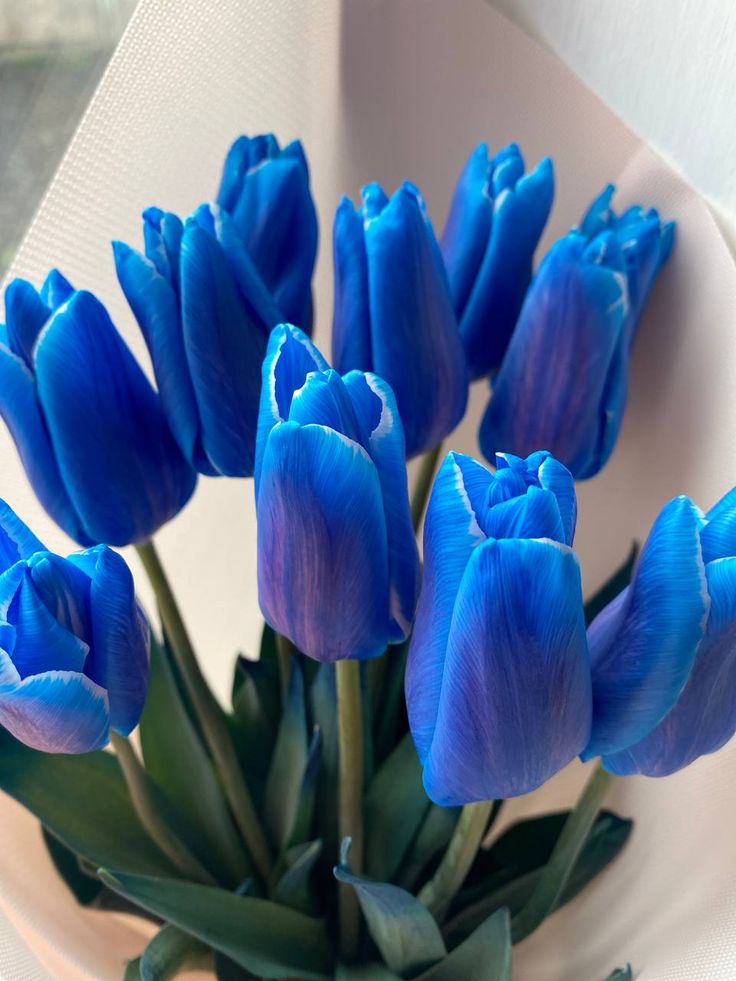 Hoa tulip xanh dương