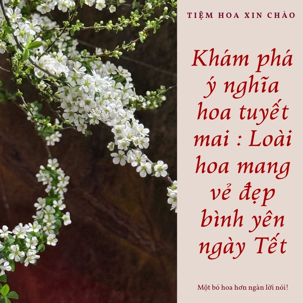 Khám phá ý nghĩa hoa tuyết mai