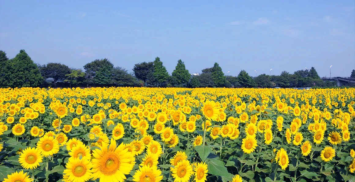 Lễ hội hoa hướng dương Zama (Kanagawa)