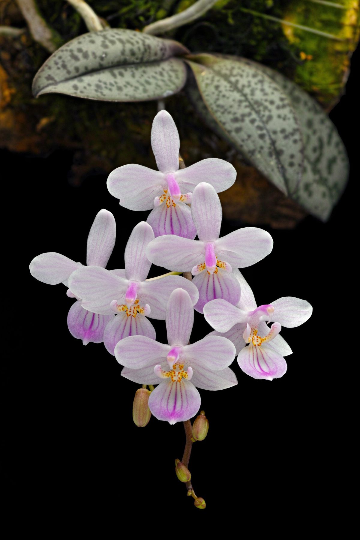 Nguồn gốc của hoa lan