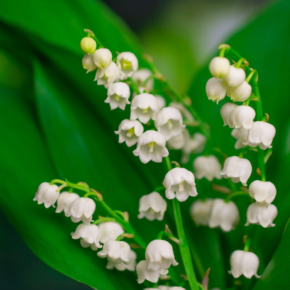 Nguồn gốc hoa linh lan