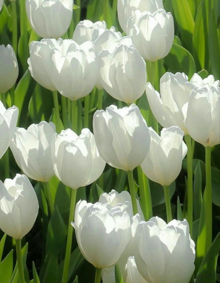 Ứng dụng của hoa tulip trắng