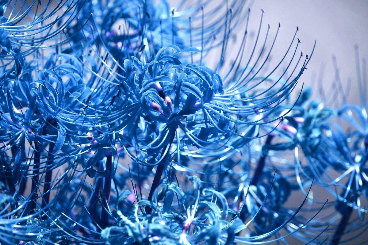 Ý nghĩa của hoa bỉ ngạn xanh