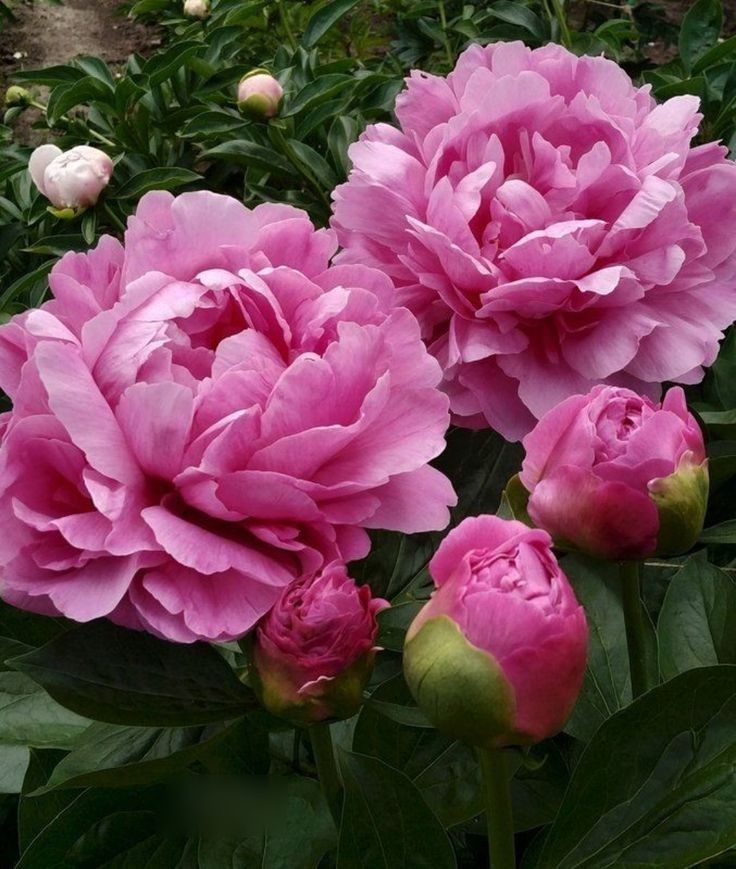 Ý nghĩa của hoa mẫu đơn tím