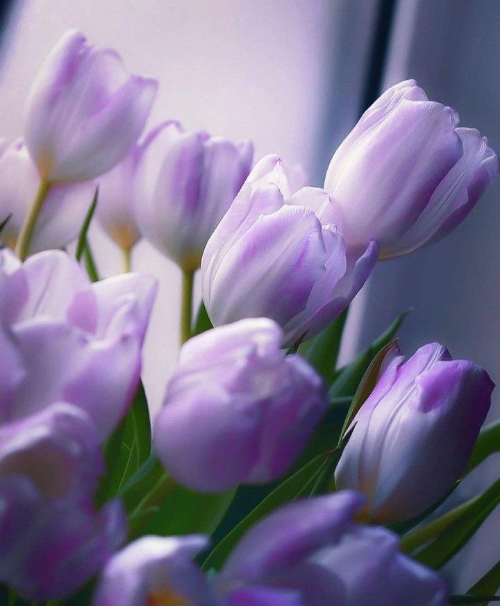 Ý nghĩa của hoa tulip tím