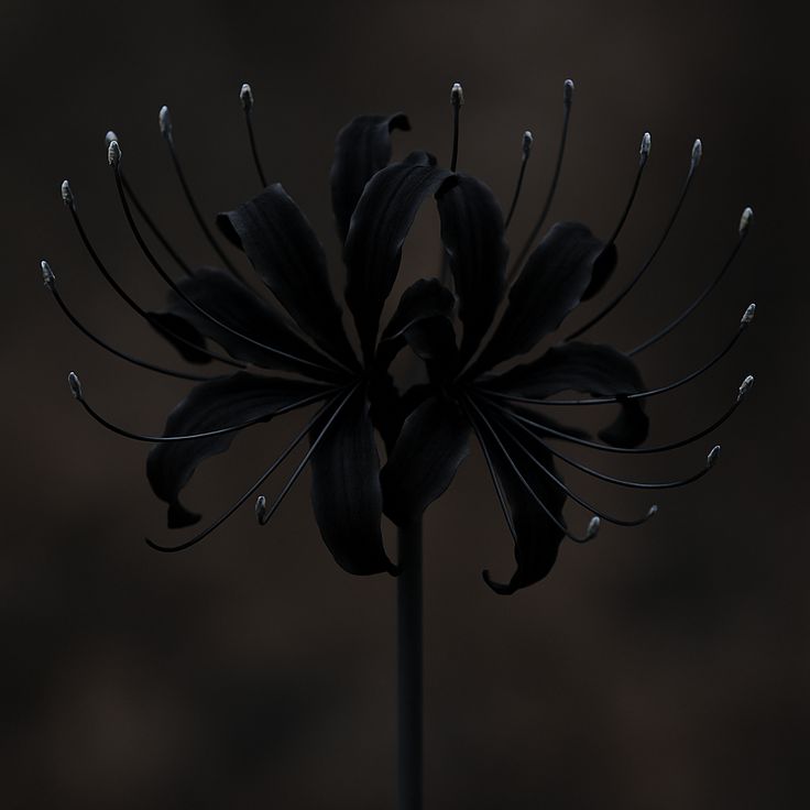 Ý nghĩa hoa bỉ ngạn đen