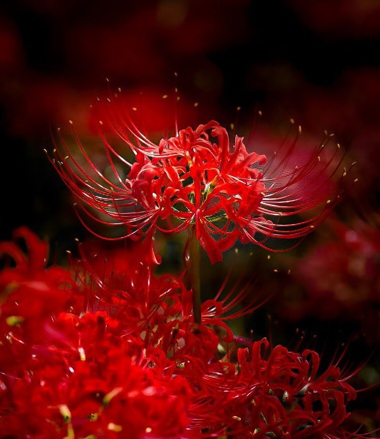 Ý nghĩa hoa bỉ ngạn đỏ