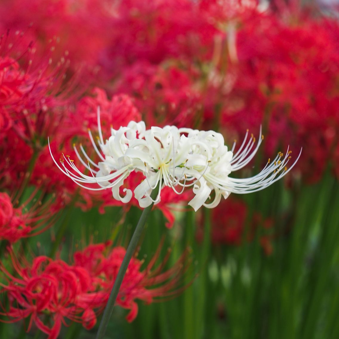 Ý nghĩa hoa bỉ ngạn theo nền văn hóa các quốc gia