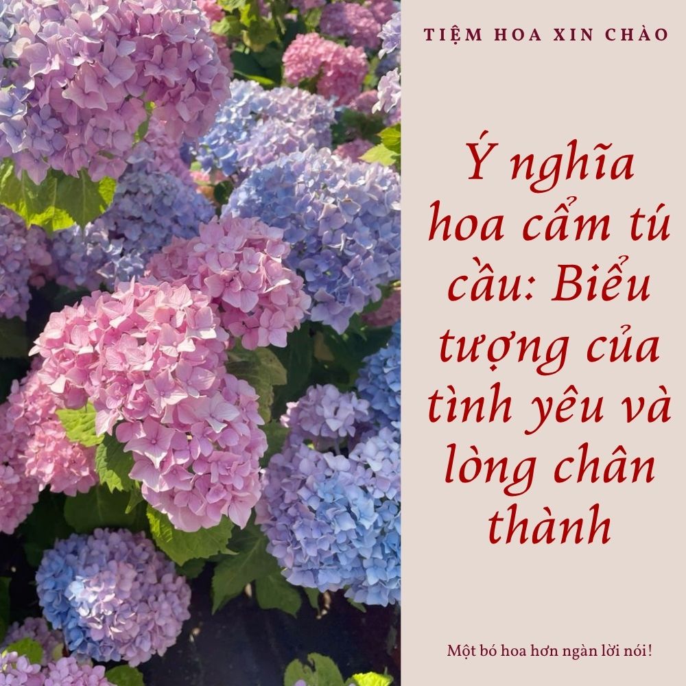Ý nghĩa hoa cẩm tú cầu