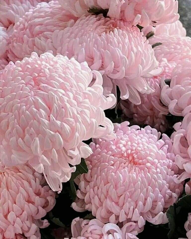 Ý nghĩa hoa cúc mẫu đơn hồng
