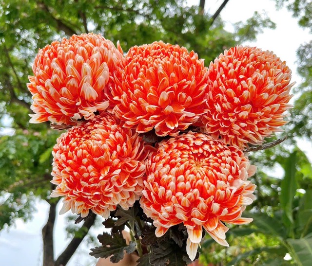 Ý nghĩa hoa cúc mẫu đơn màu cam