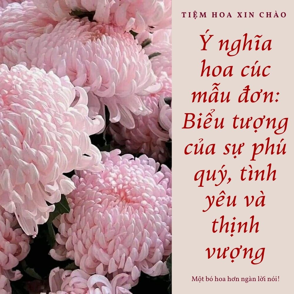 Ý nghĩa hoa cúc mẫu đơn