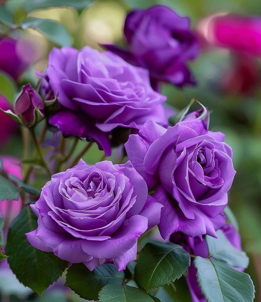 Ý nghĩa hoa hồng tím trong cuộc sống