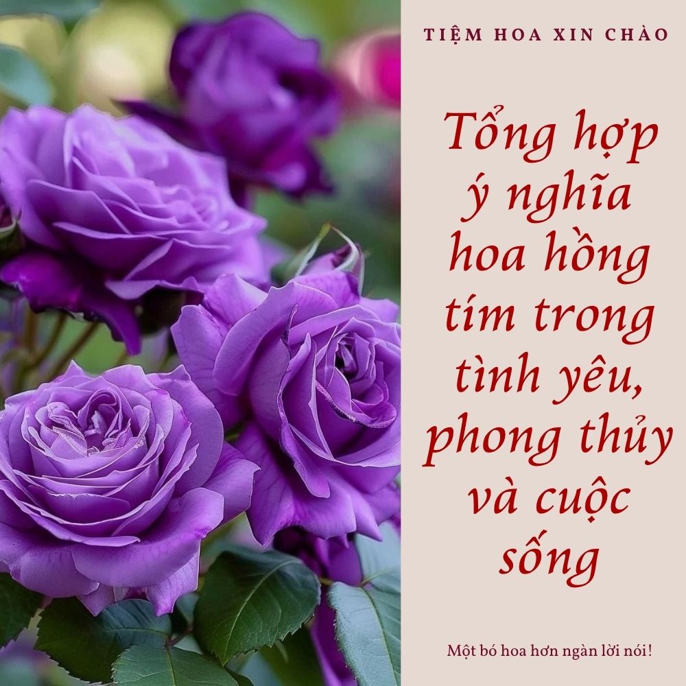 ý nghĩa hoa hồng tím trong tình yêu, phong thủy và cuộc sống