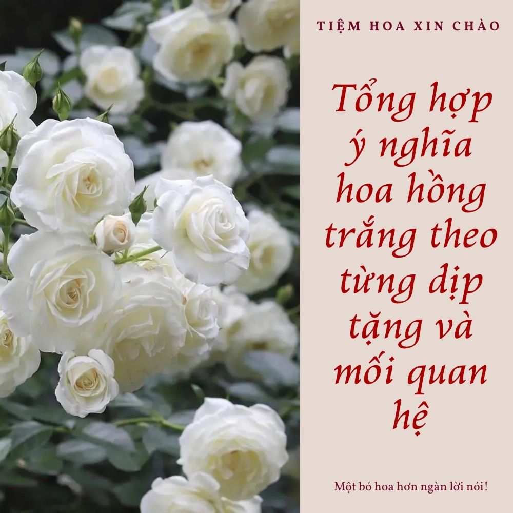 ý nghĩa hoa hồng trắng theo từng dịp tặng