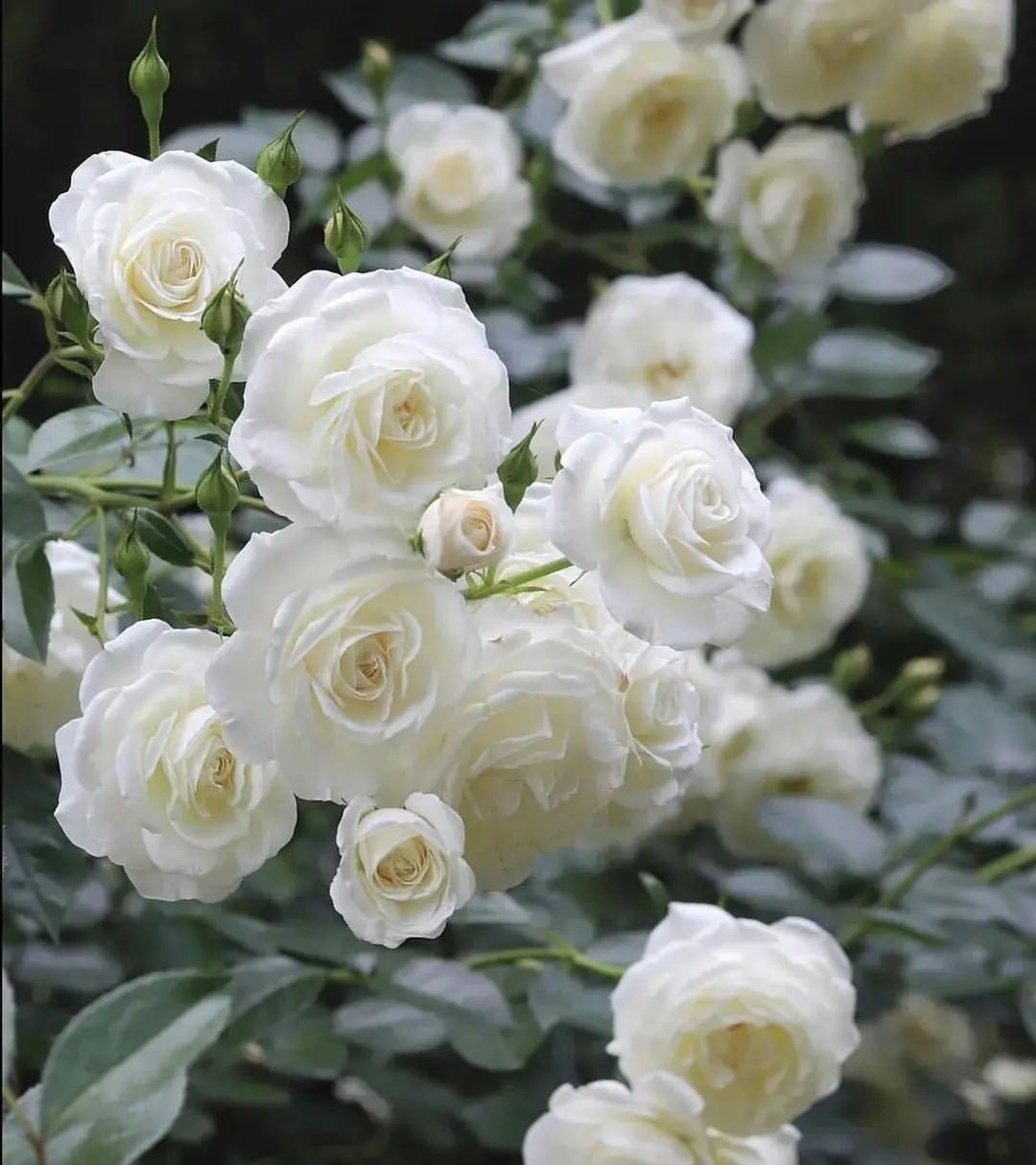 Ý nghĩa hoa hồng trắng trong nền văn hóa các quốc gia