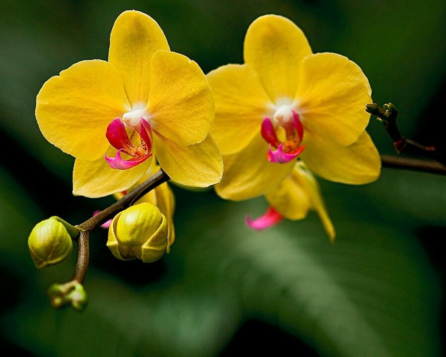 Ý nghĩa hoa lan hồ điệp trong phong thủy