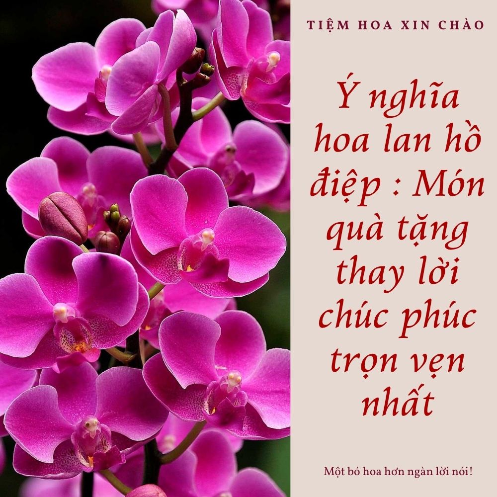 Ý nghĩa hoa lan hồ điệp