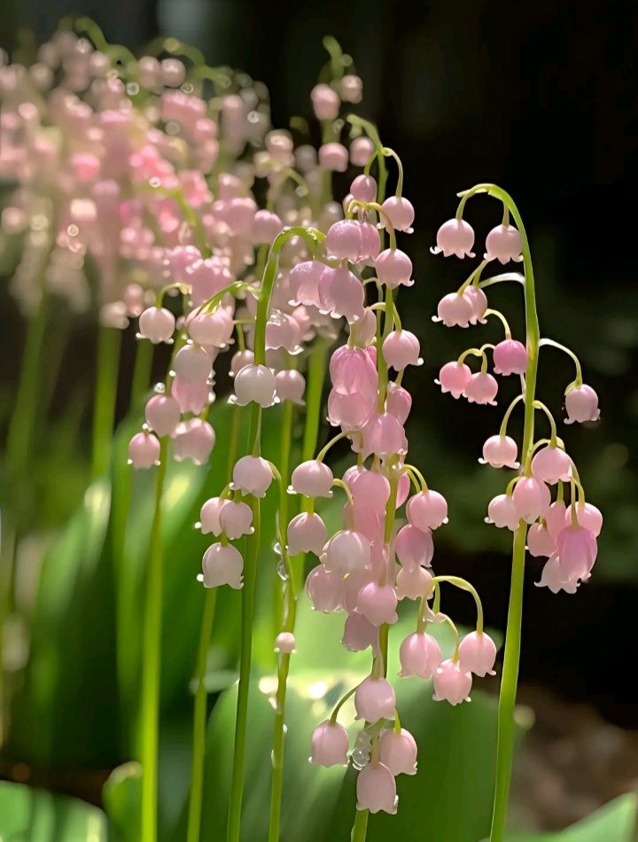 Ý nghĩa hoa linh lan hồng
