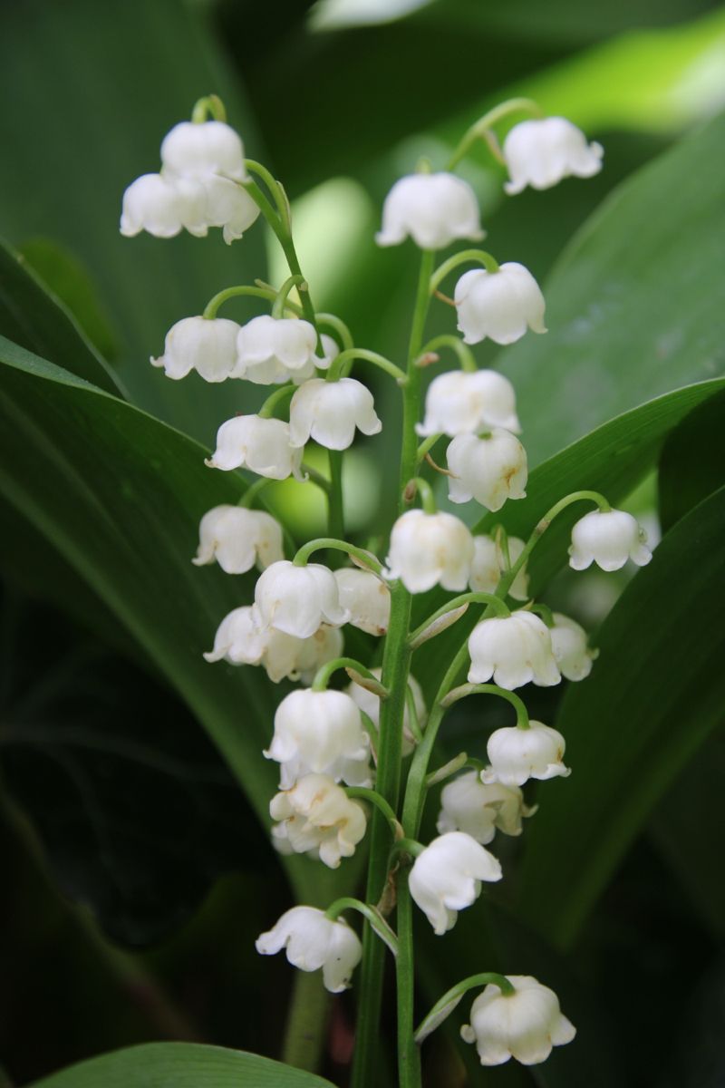 Ý nghĩa hoa linh lan trong đời sống