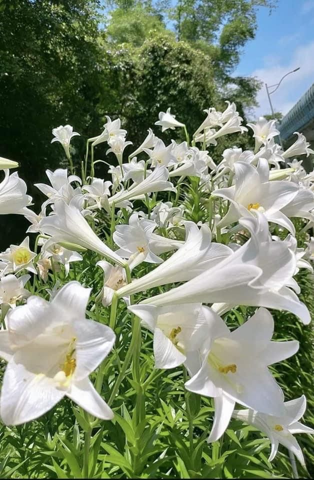 Ý nghĩa hoa loa kèn trong tình yêu và cuộc sống