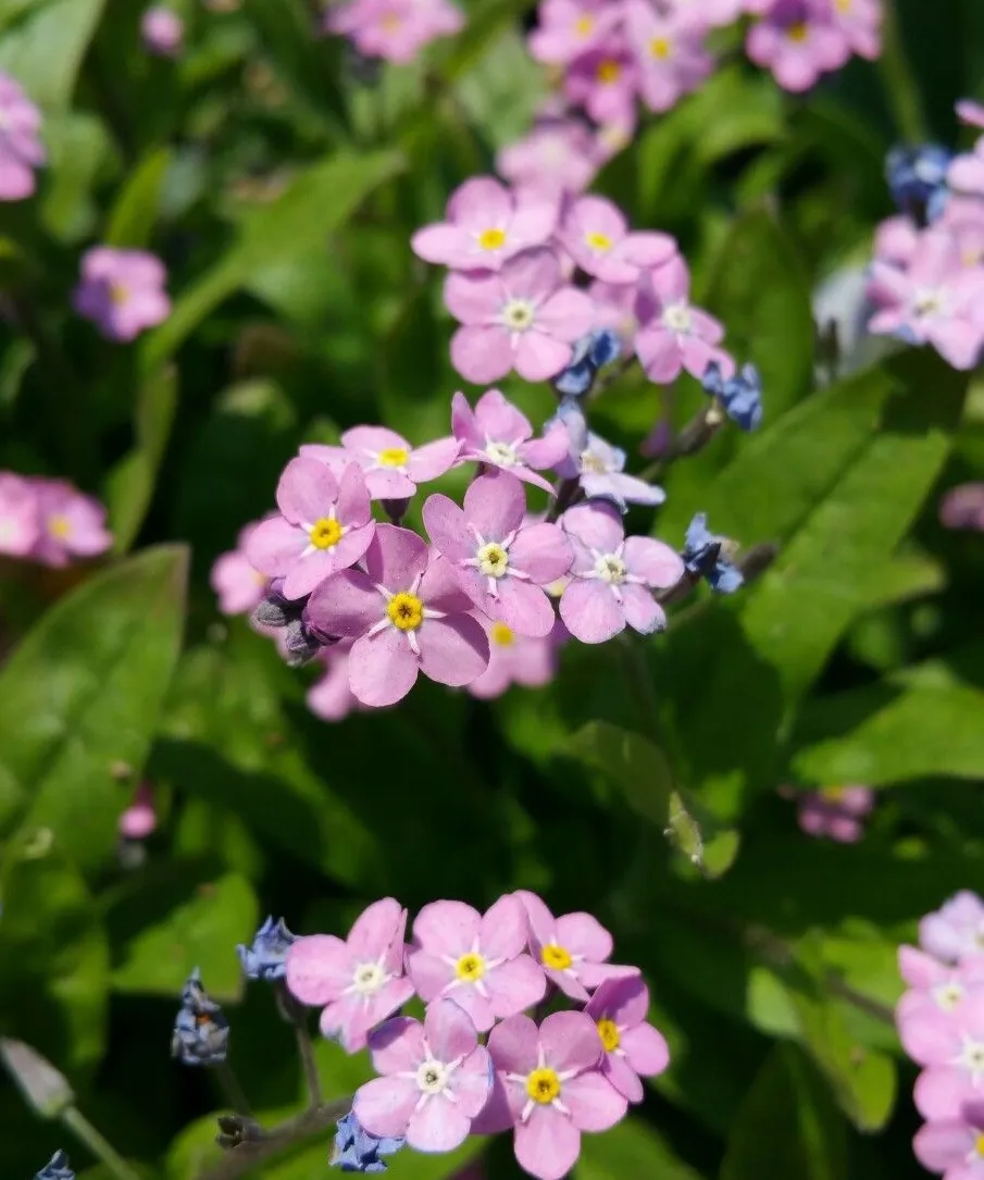 Ý nghĩa hoa lưu ly tím