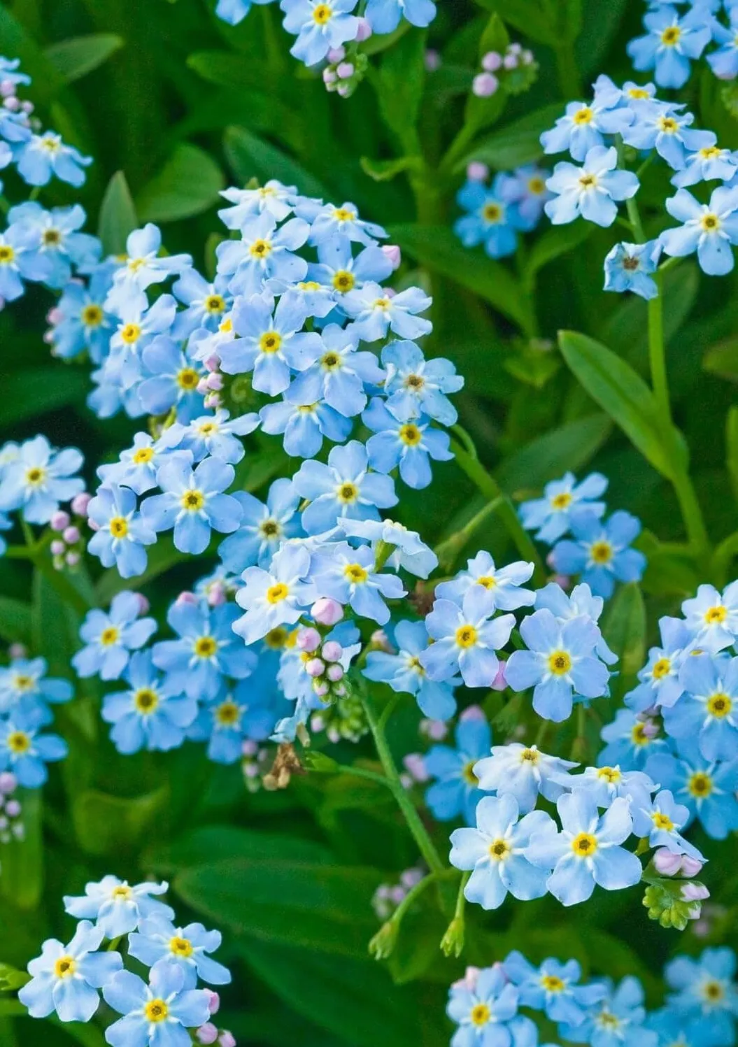 Ý nghĩa hoa lưu ly xanh