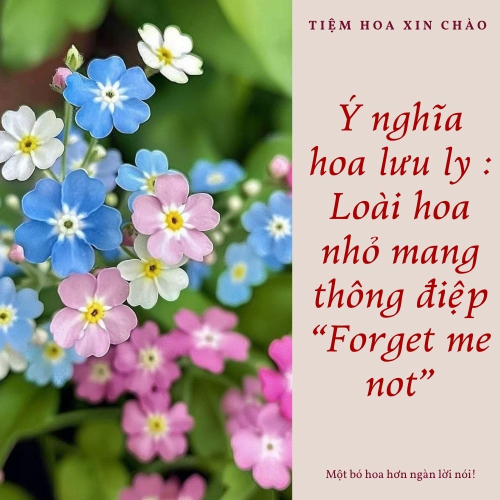 Ý nghĩa hoa lưu ly