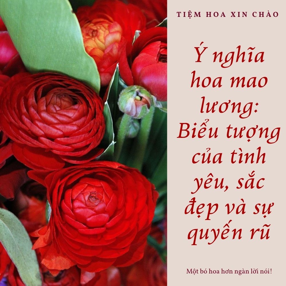 Ý nghĩa hoa mao lương