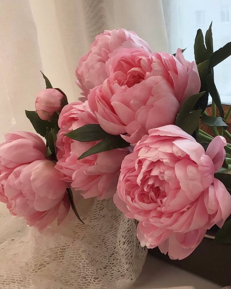 Ý nghĩa hoa mẫu đơn hồng