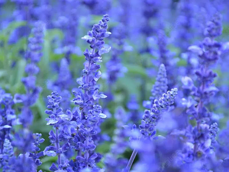 Ý nghĩa hoa oải hương xanh lam