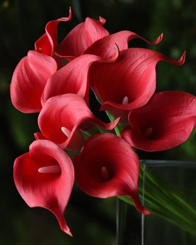 Ý nghĩa hoa Rum đỏ